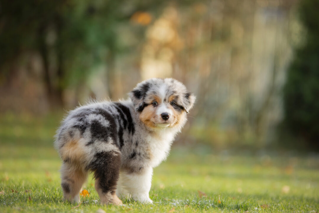 These Are The 8 Best Dog Breeders In Washington State