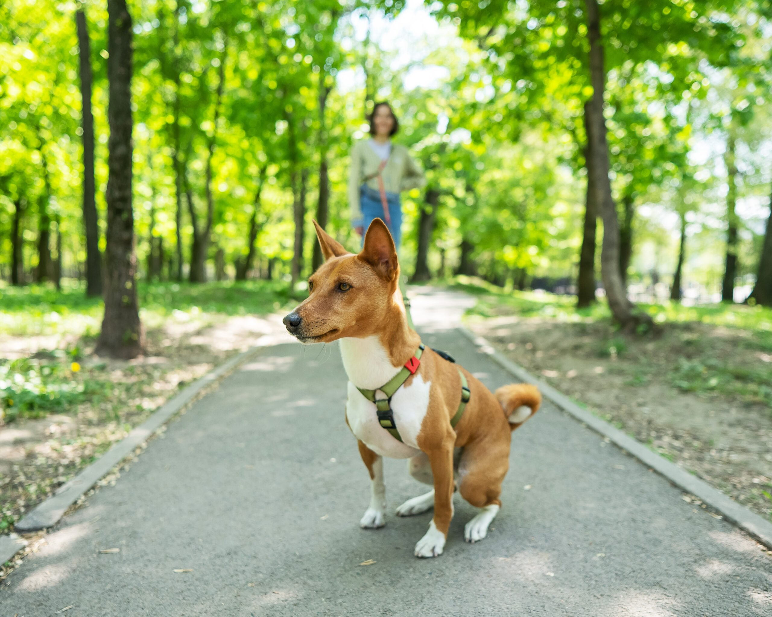 basenji dog in a park