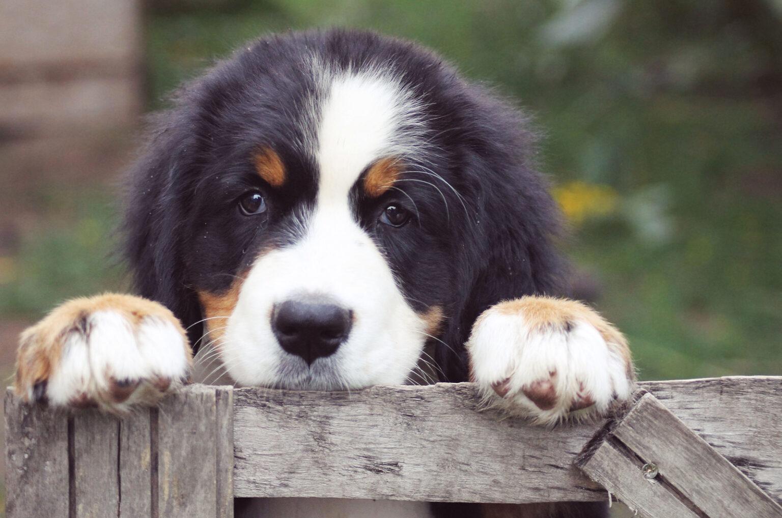 5 Best Bernese Mountain Dog Breeders In The UK