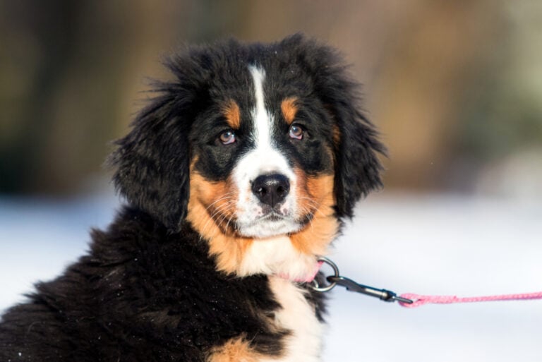 Best 5 Bernese Mountain Dog Breeders In California