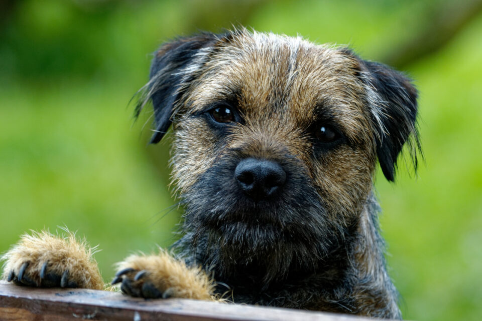 Border Terrier Standing With Front Paws On Fence 960x641 