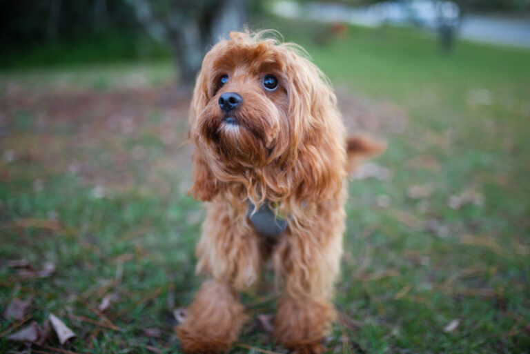 cavapoo-feeding-chart-a-complete-guide-for-a-healthy-pup