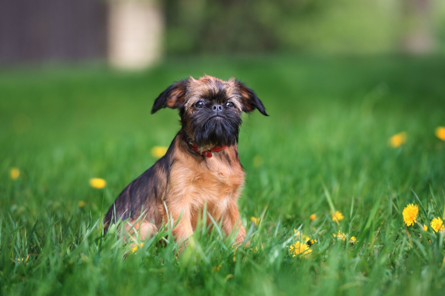 Top 3 Brussels Griffon Breeders In USA