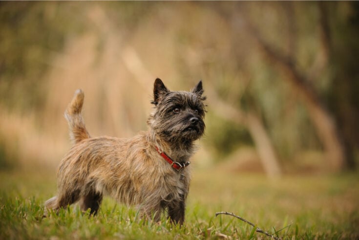 Top 8 Selected Cairn Terrier Breeders From The USA