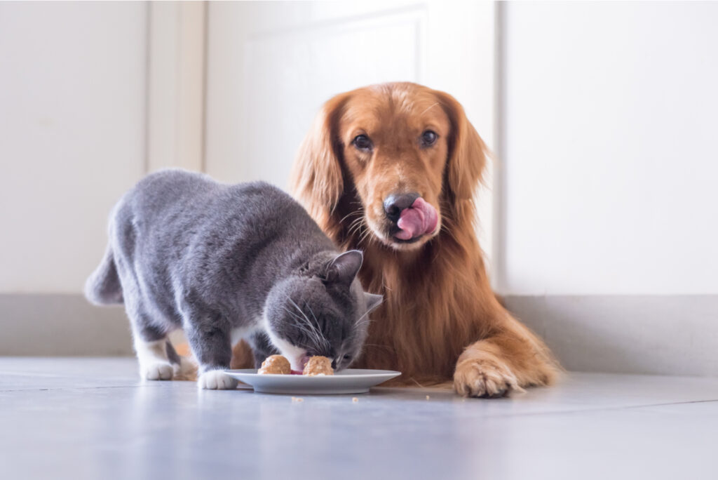 Helpful Tricks For How To Stop Dog From Eating Cat Food