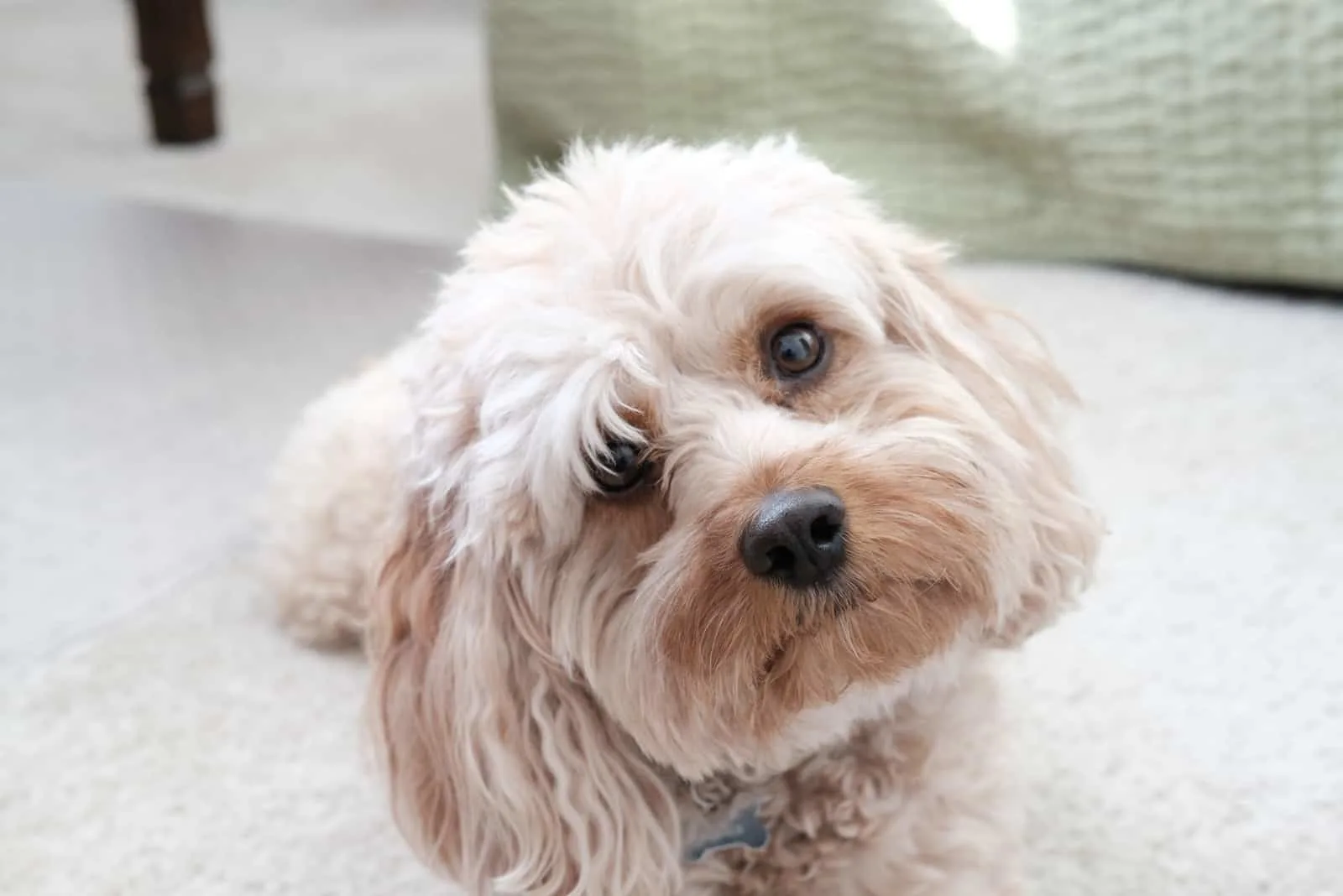 Cavapoo Feeding Chart A Complete Guide For A Healthy Pup