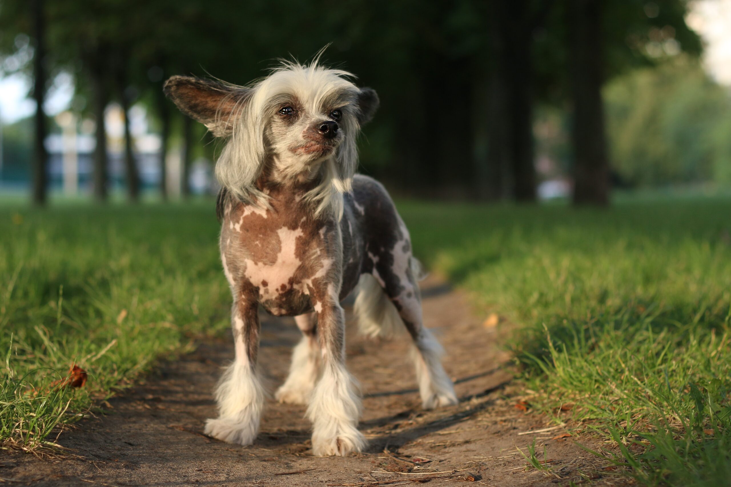 chinese crested dog in the field