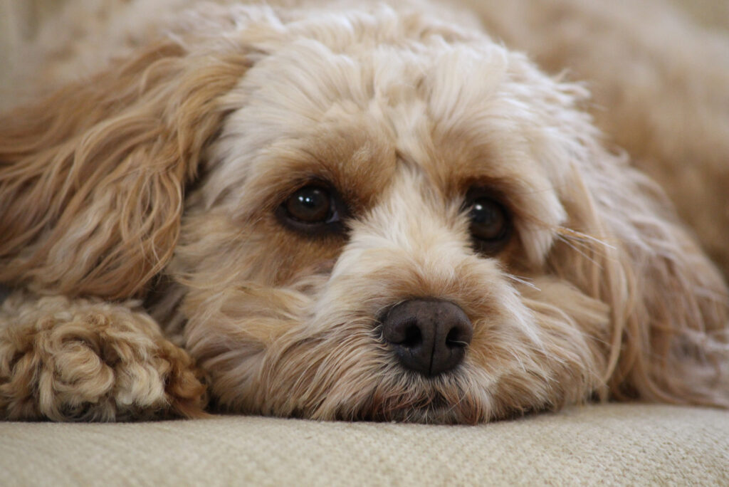 Cavapoo Feeding Chart A Complete Guide For A Healthy Pup