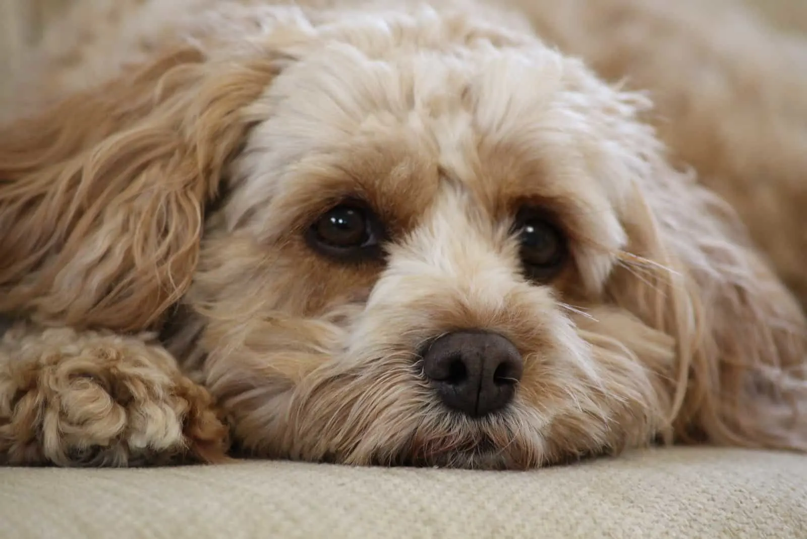 how often should you feed a cavapoo puppy