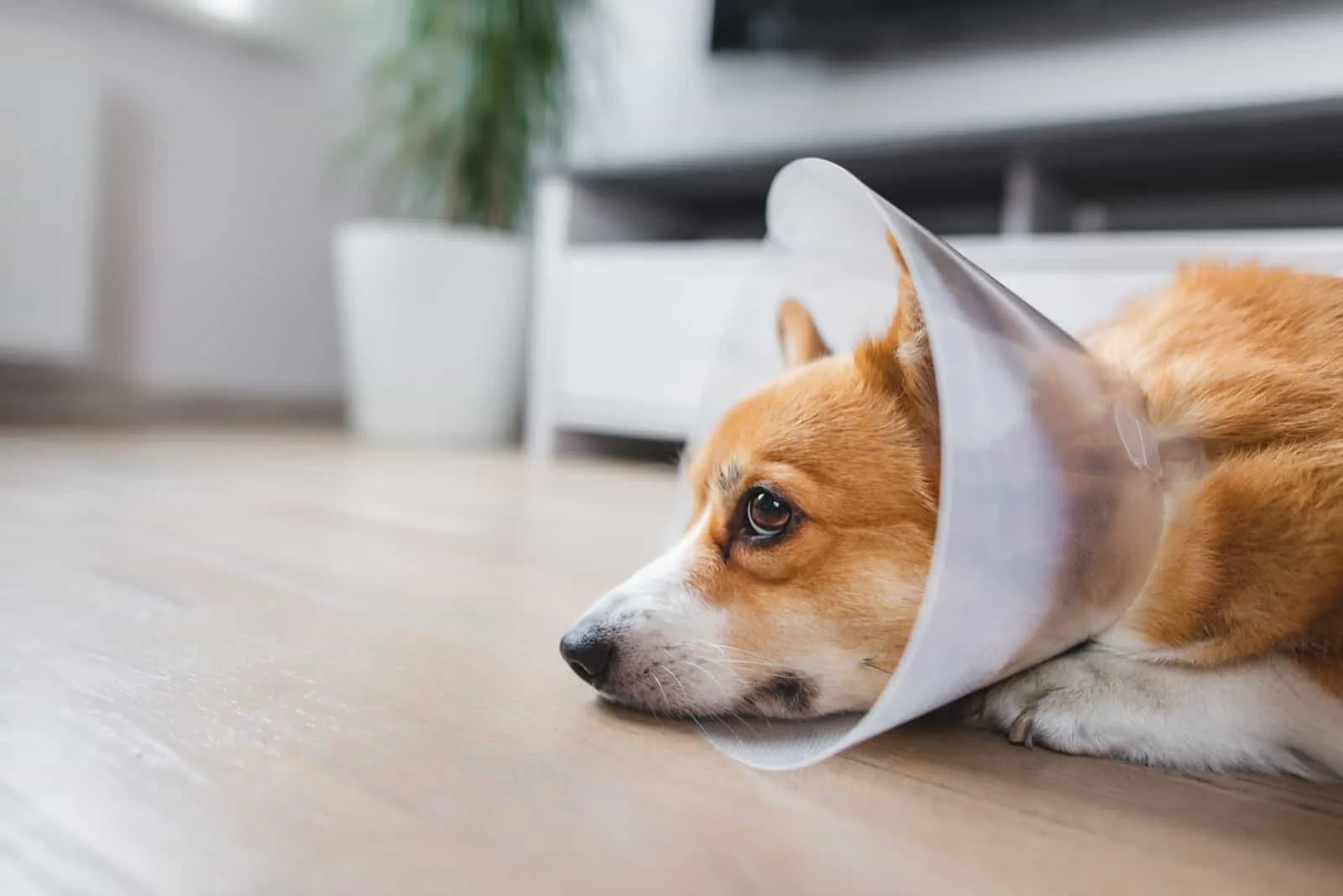 When To Take Cone Off Dog After Neuter And 4 Cone Alternatives