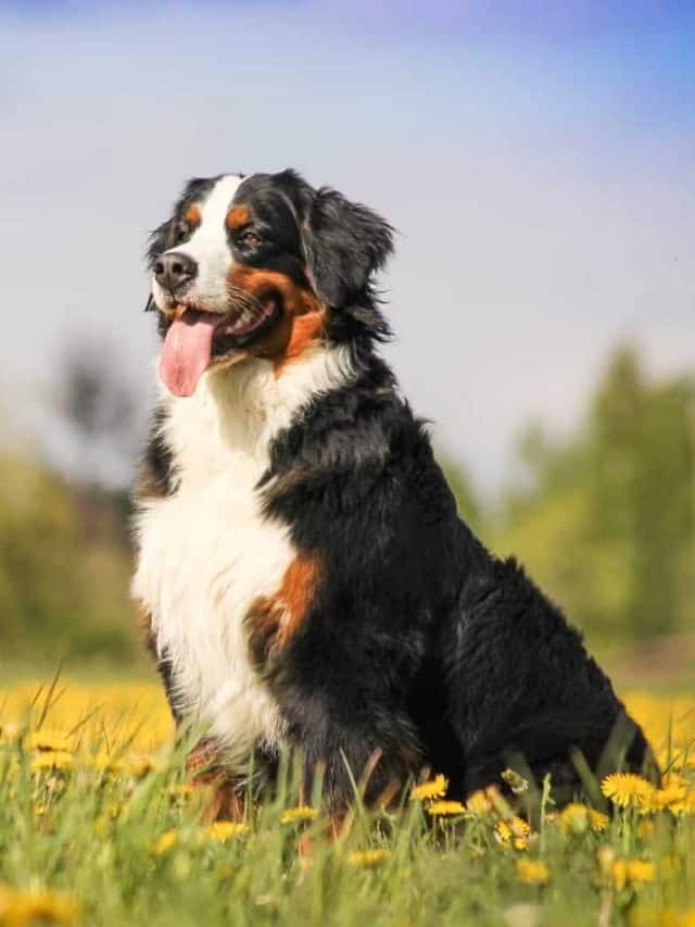 Bernese Mountain Dog Growth Chart: 5 Things You Need To Know - PupVine