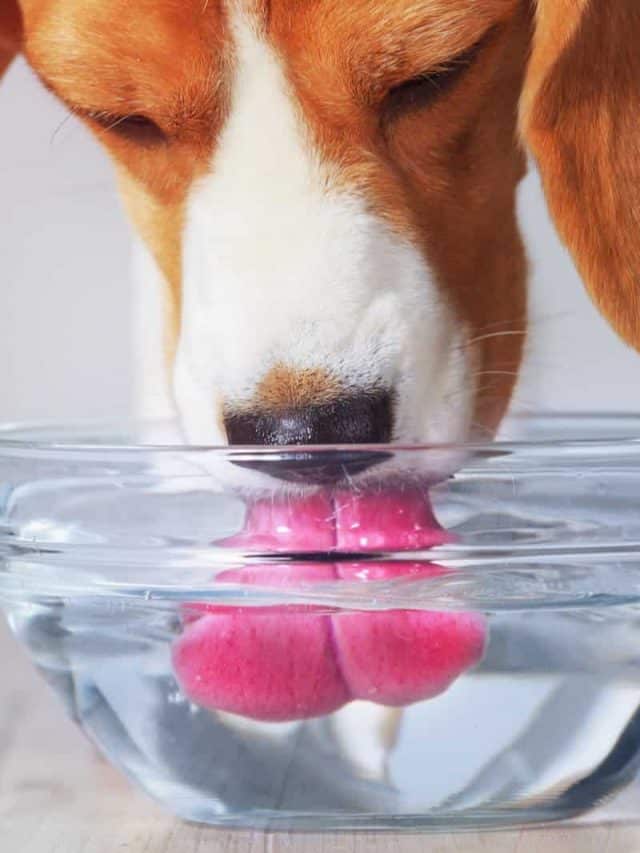 Dog Coughs After Drinking Water Here Are 5 Reasons Why PupVine