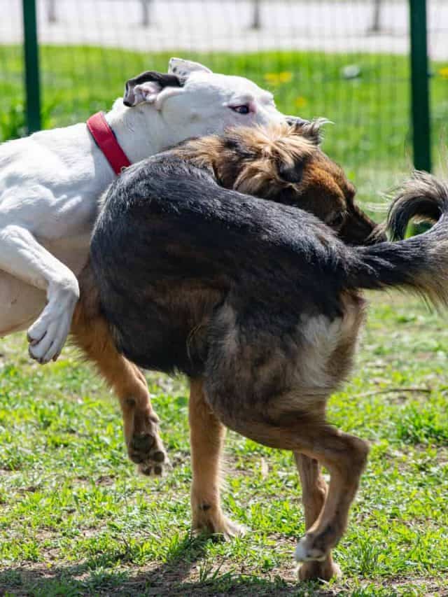 Why Do Dogs Bite Each Other’s Necks? 5 Explanations To Dog Neck Biting