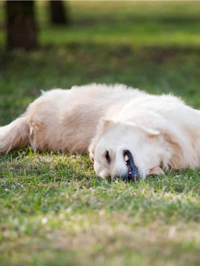 Why Do Dogs Roll On Dead Animals? 2 Common Causes And 3 Solutions - PupVine