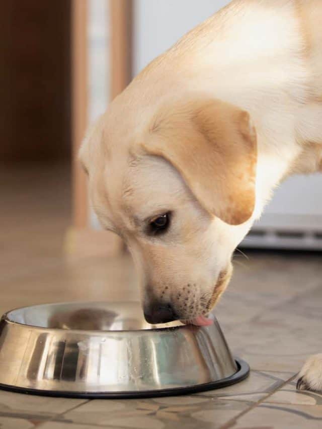 5 Pro Tips On The Labrador Feeding Chart - PupVine