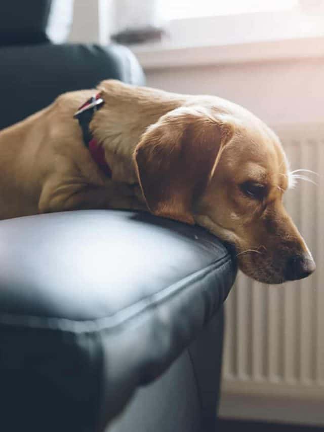 Why Do Dogs Want To Be Alone? 5 Reasons And How To Help PupVine