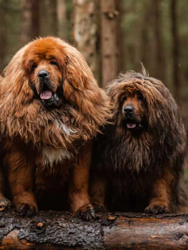 Decoding: Are Bears Related To Dogs? Plus 5 Bearlike Dogs! - PupVine