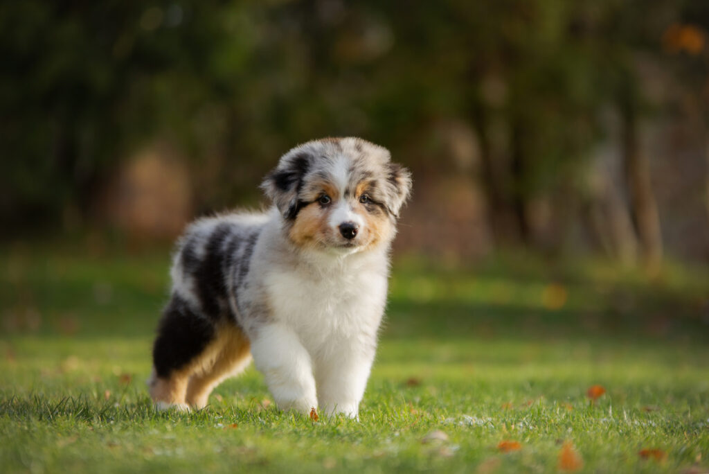 Australian Shepherd Feeding Chart: All On Aussie's Diet