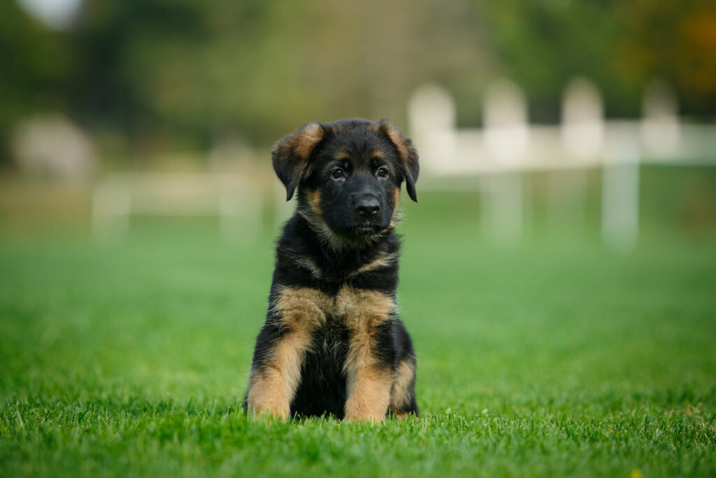 Top 7 German Shepherd Breeders In Alabama