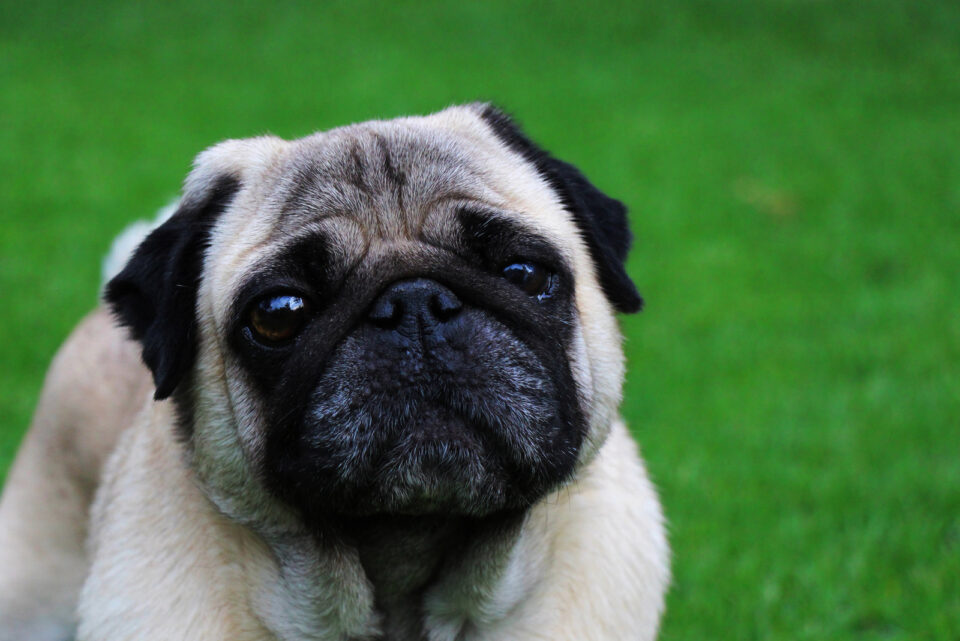 Pug Skin Problems: 8 Reasons Why Your Pet Feels Irritated