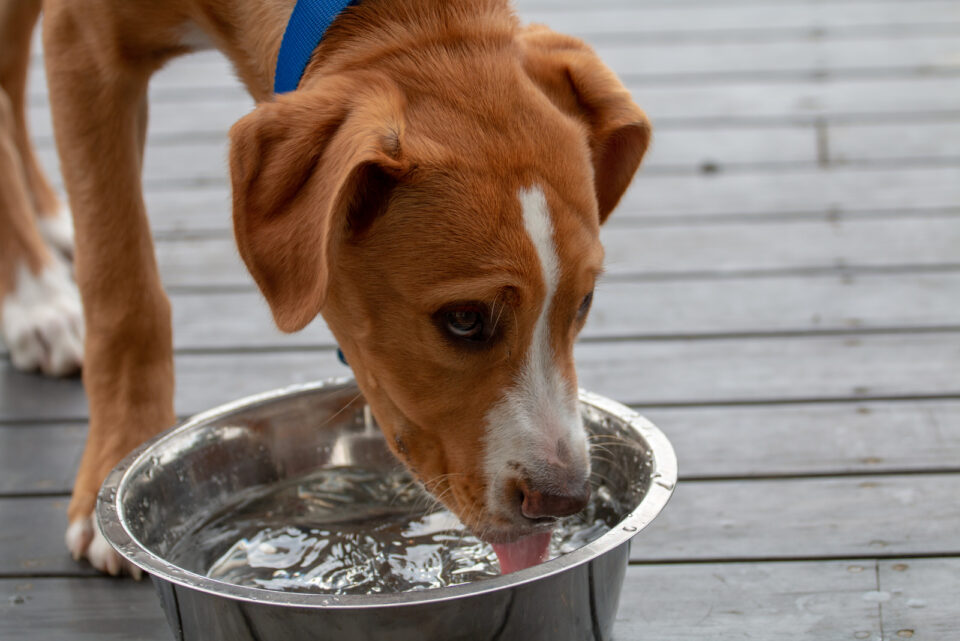 Dog Coughs After Drinking Water: Here Are 6 Reasons Why