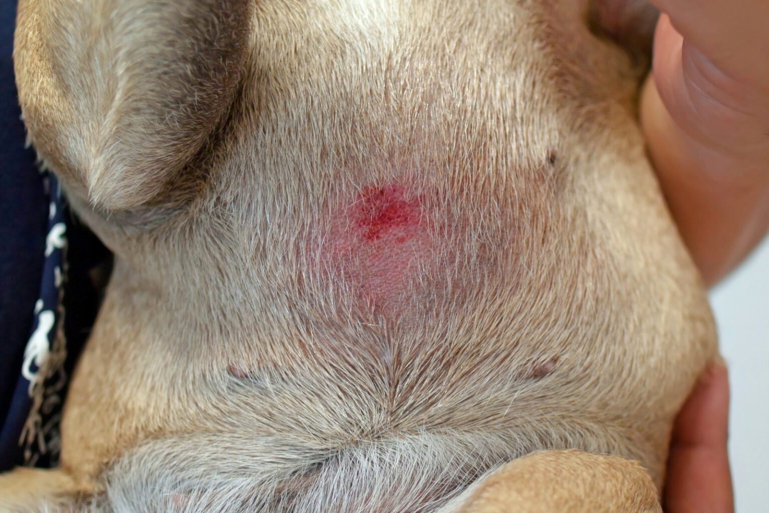 Pug Skin Problems: 8 Reasons Why Your Pet Feels Irritated