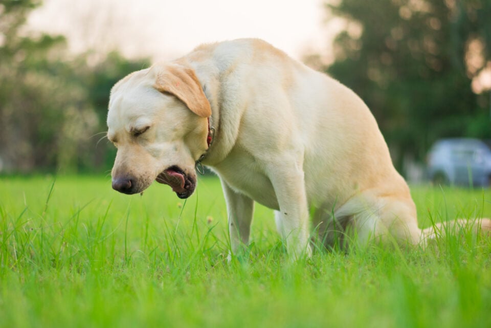 Dog Coughs After Drinking Water: Here Are 6 Reasons Why