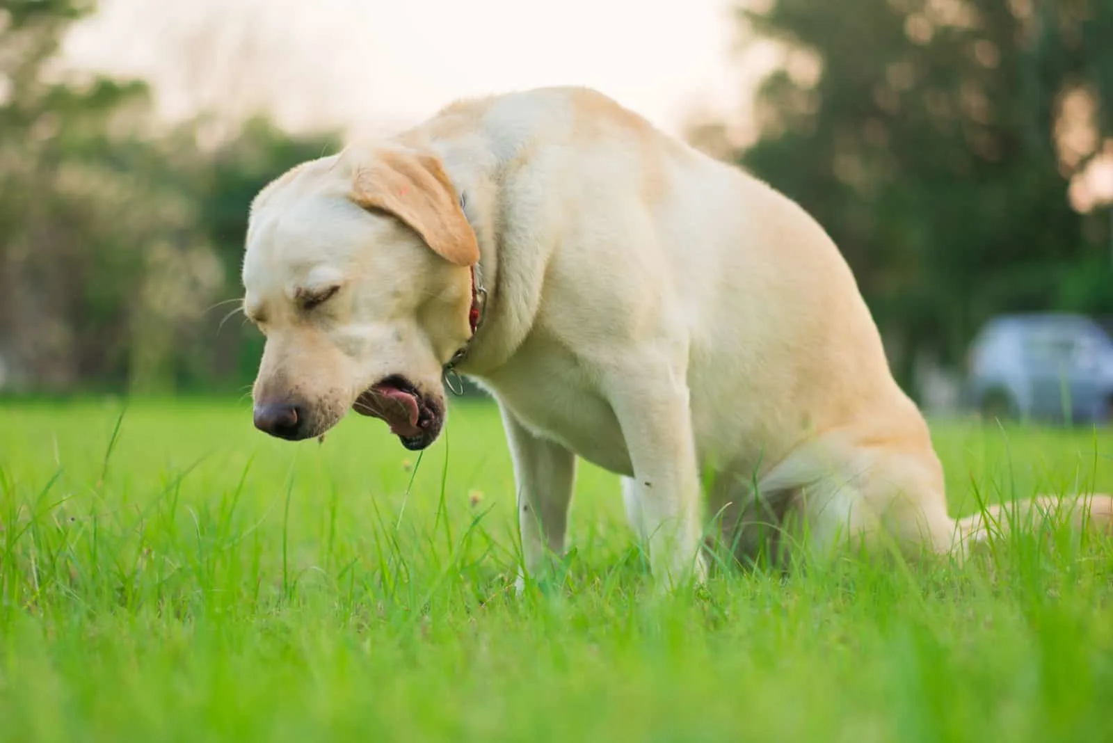 why do dogs wheeze after drinking water