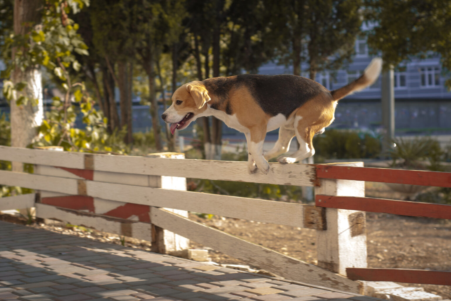 Professional Canine Escape Artists How To Stop Dog From Jumping Fence