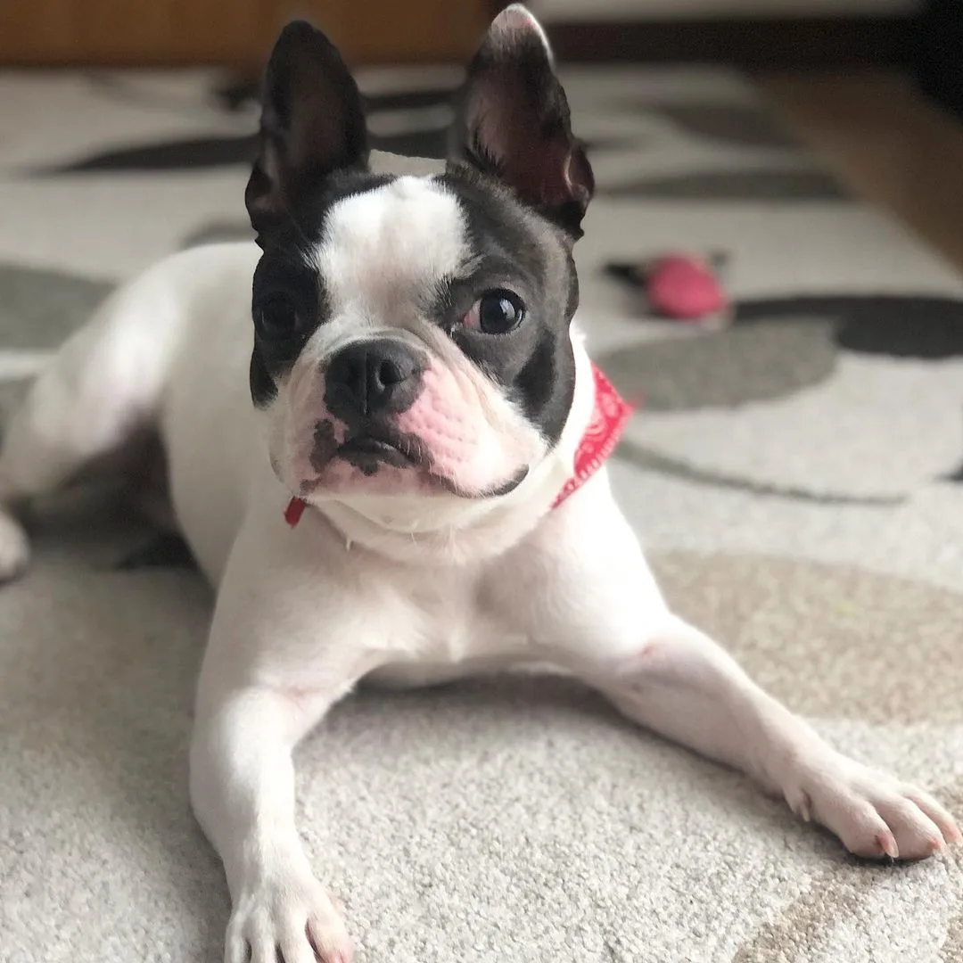 French Bulldog Mixes: A Guide To 32 Adorable Crossbreeds