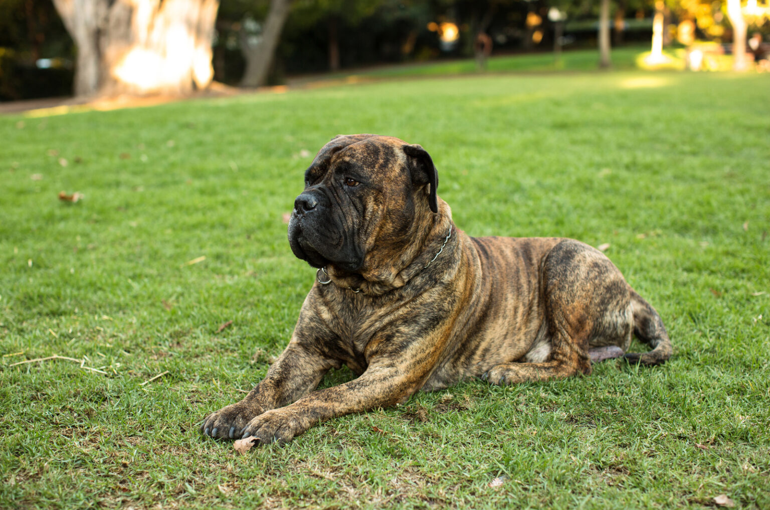 The 5 Best Mastiff Breeders In The UK