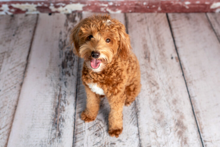 Goldendoodle Feeding Chart: The Golden Feeding Guide