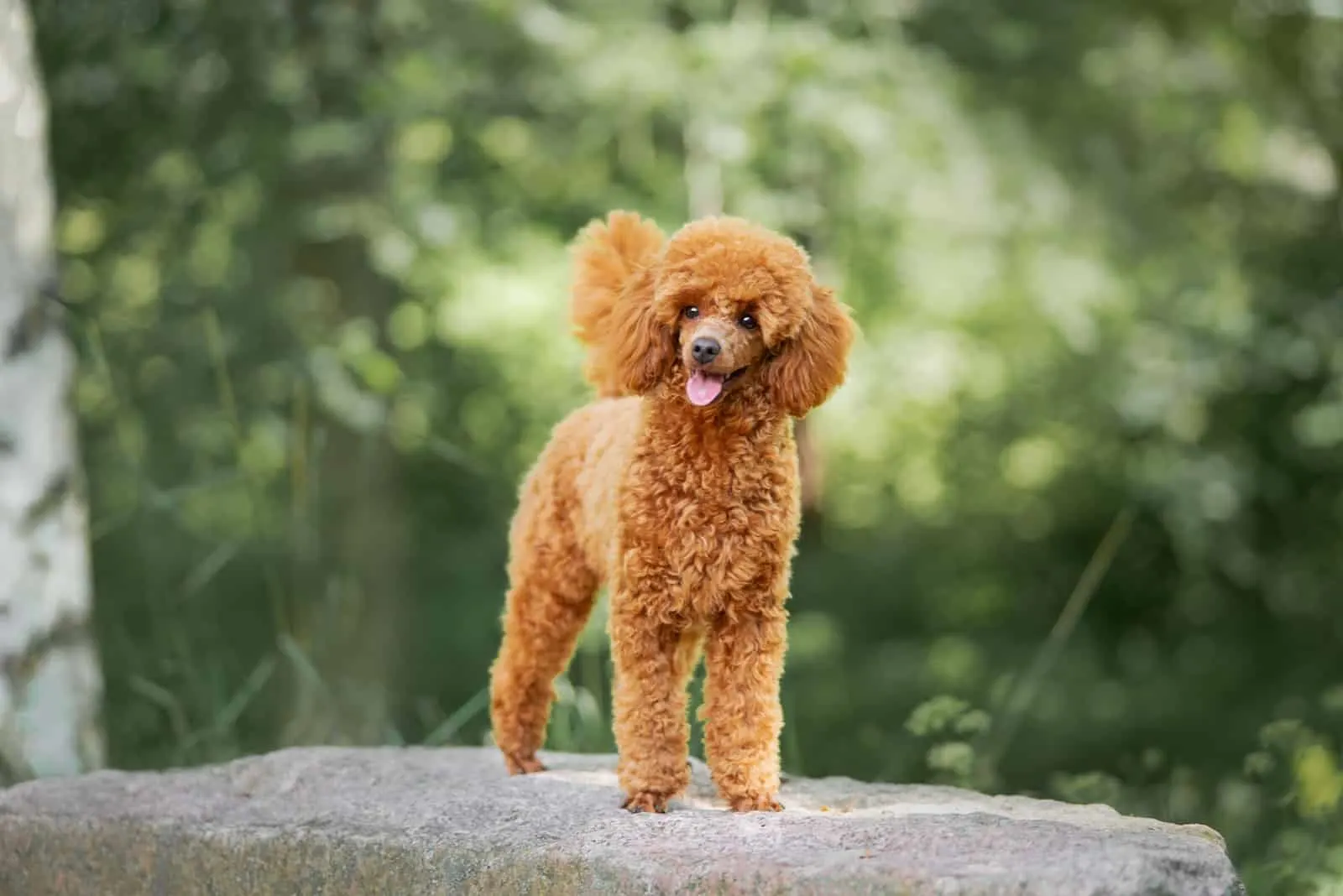 Top 9 Standard Poodle Breeders In Ontario   Miniature Poodle Standing Outside On Rock .webp