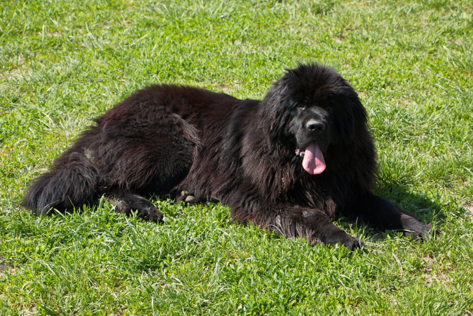 8 Most Reputable Newfoundland Breeders In The UK