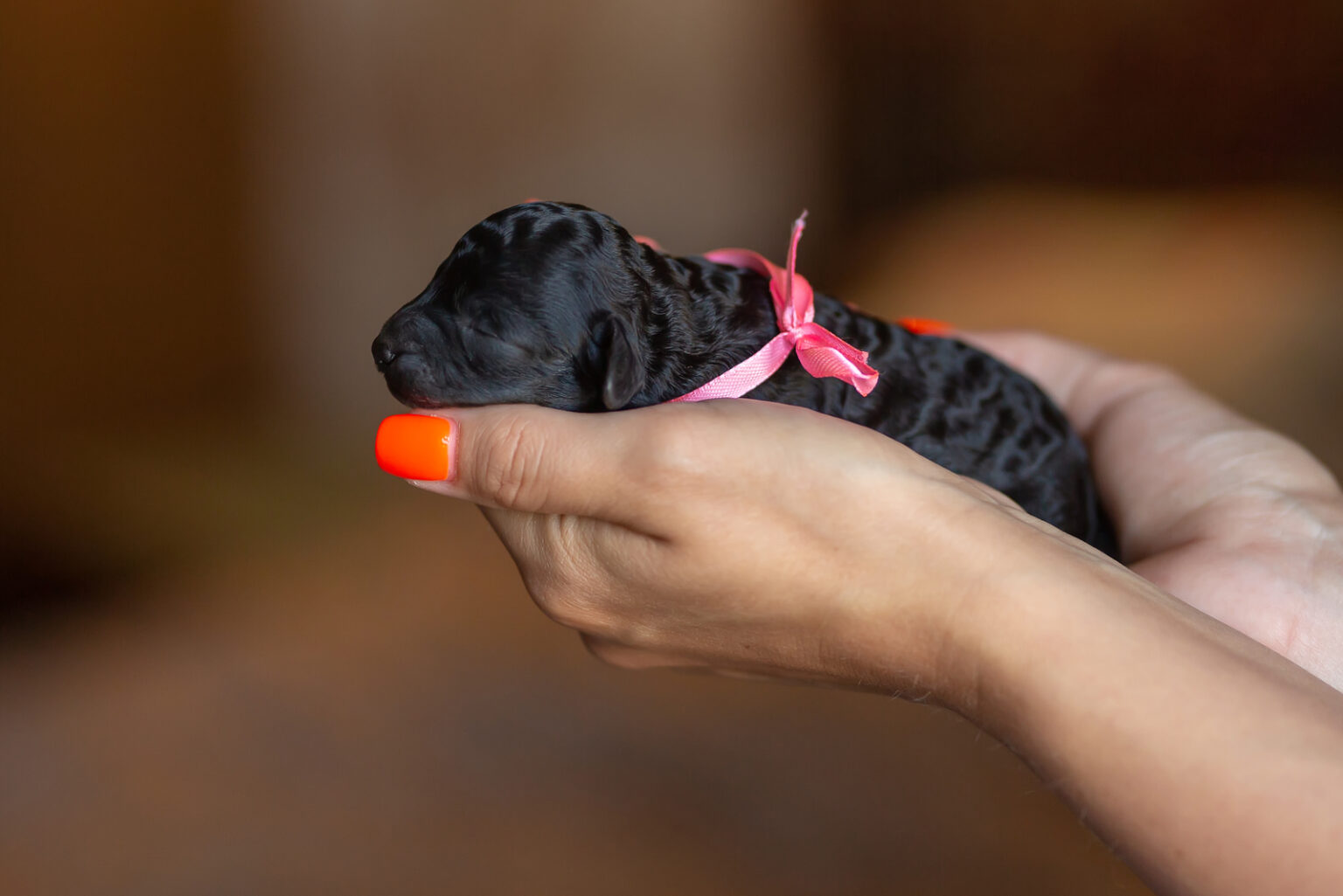 Top 9 Standard Poodle Breeders In Ontario   Owner Holding Puppy Poodle 1536x1025 