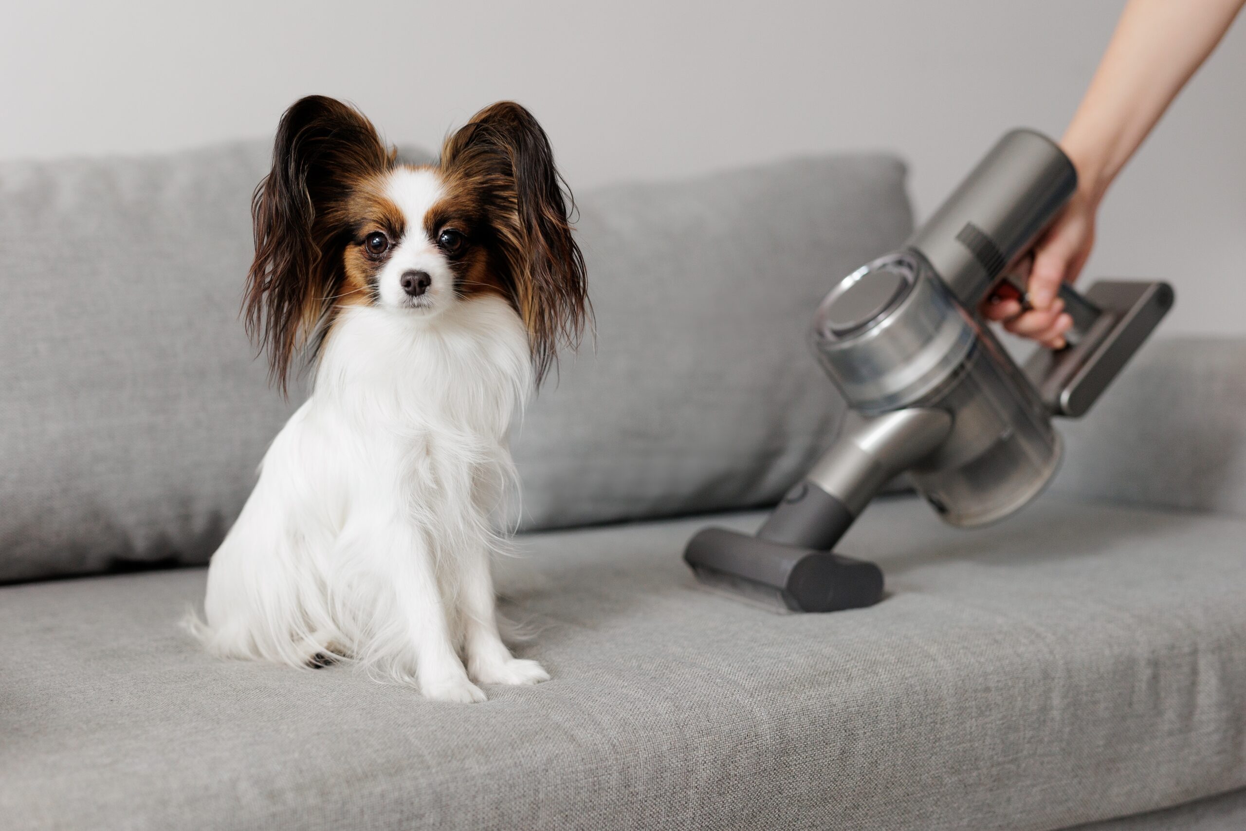 papillon dog on a couch