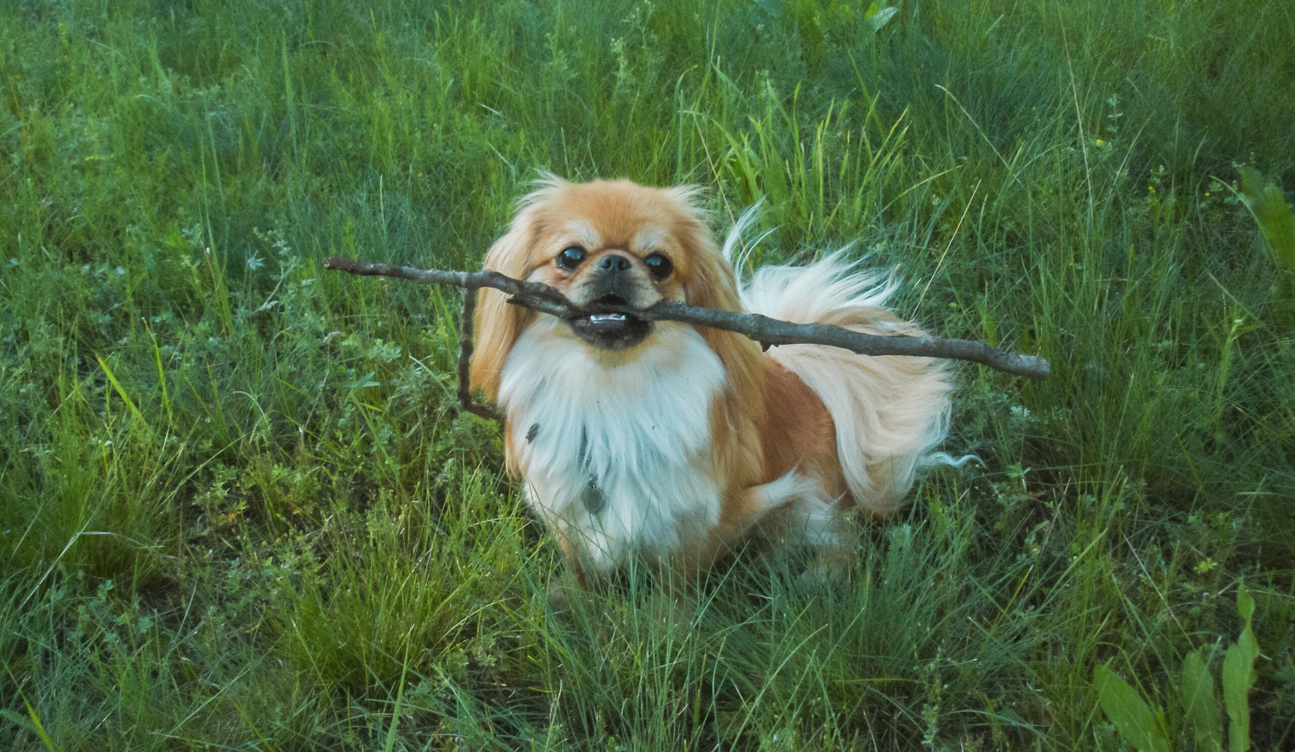 pekingese holding a stick