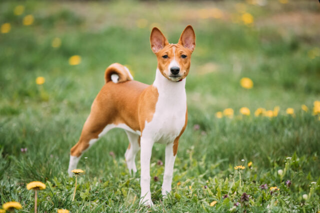 Top 12 Basenji Breeders In The U.S.