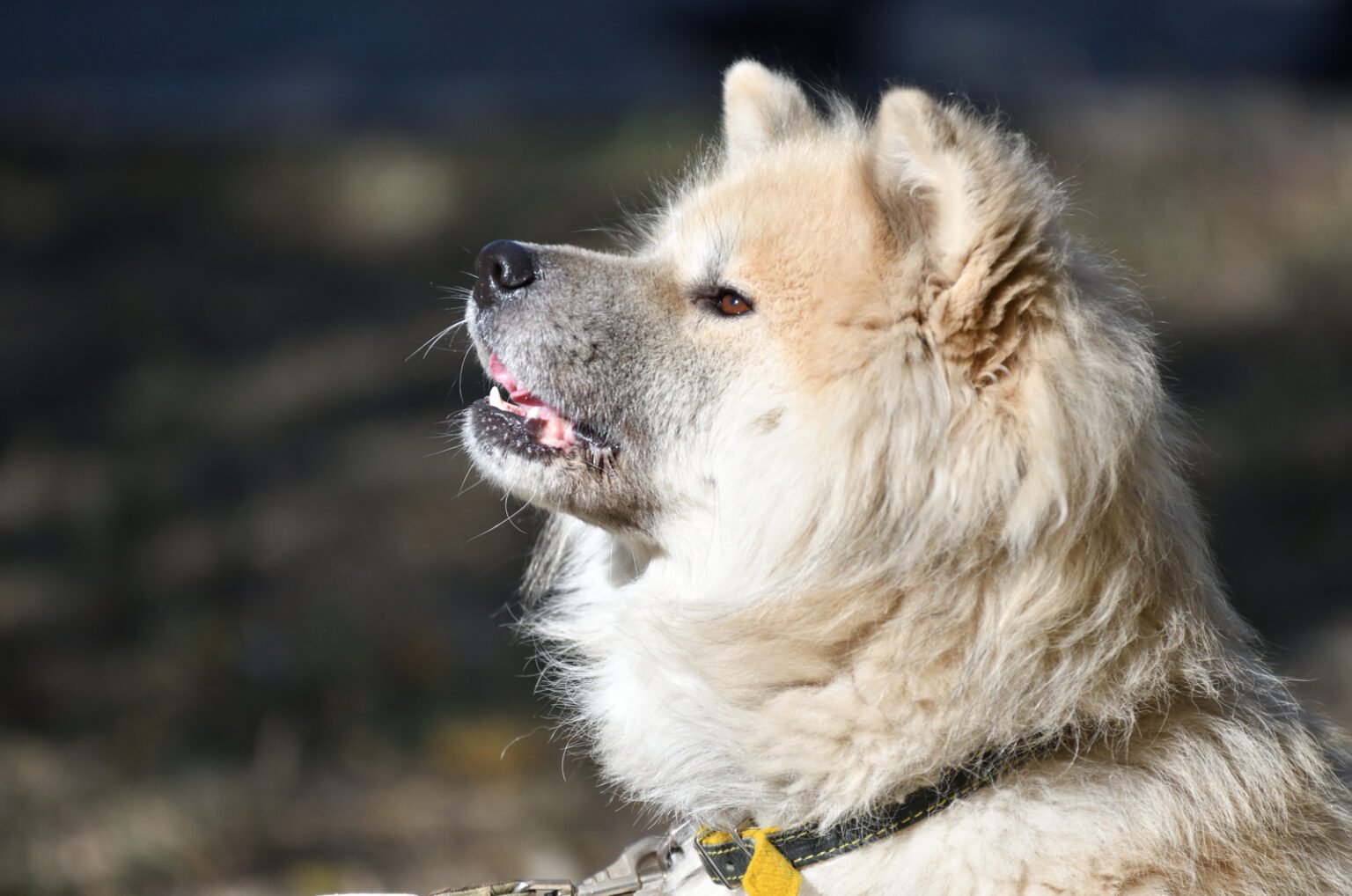 The Long Haired Akita: A Myth Or Outcasts? Let’s Find Out