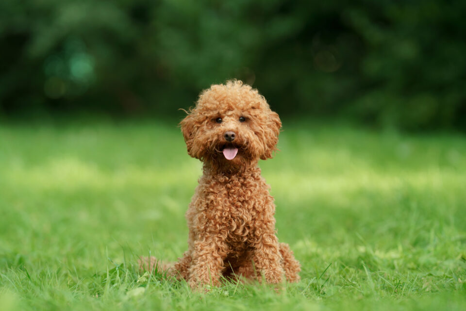 8 Best Miniature Poodle Breeders In Ontario