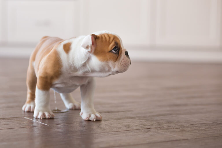 puppy-pees-a-lot-5-common-causes-and-how-you-can-help