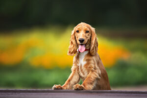 Cocker Spaniel Feeding Chart: A Guide To Cocker's Nutrition