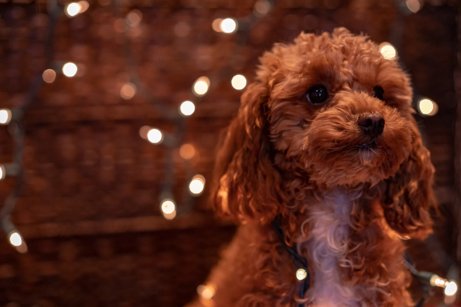 Top 9 Standard Poodle Breeders In Ontario   Red Toy Poodle Looking Into Distance .webp