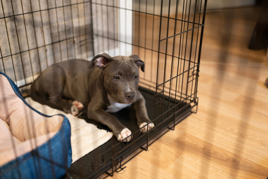 Puppy Crying At Night In The Crate: 9 Reasons & How To Help