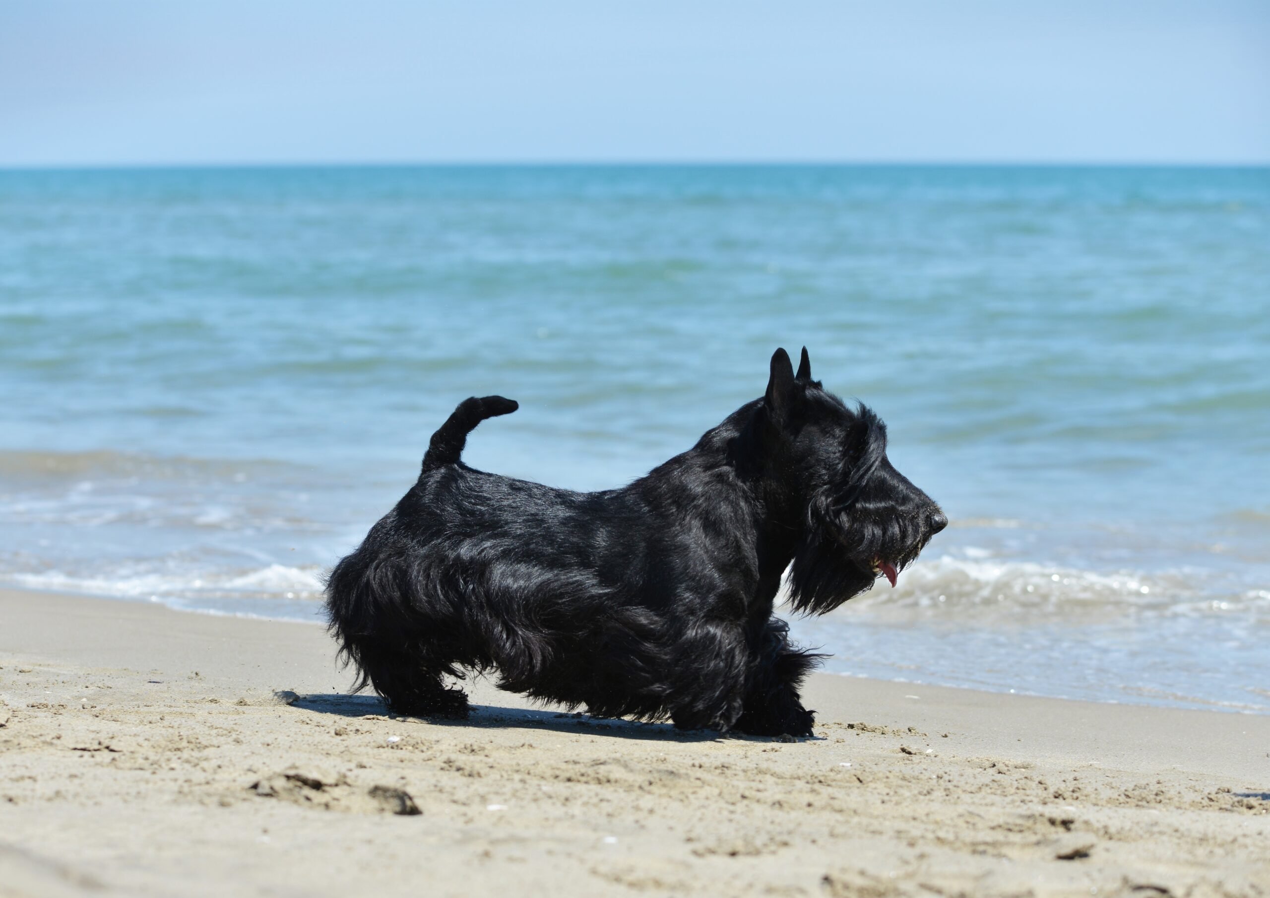 scottish terrier on a beach