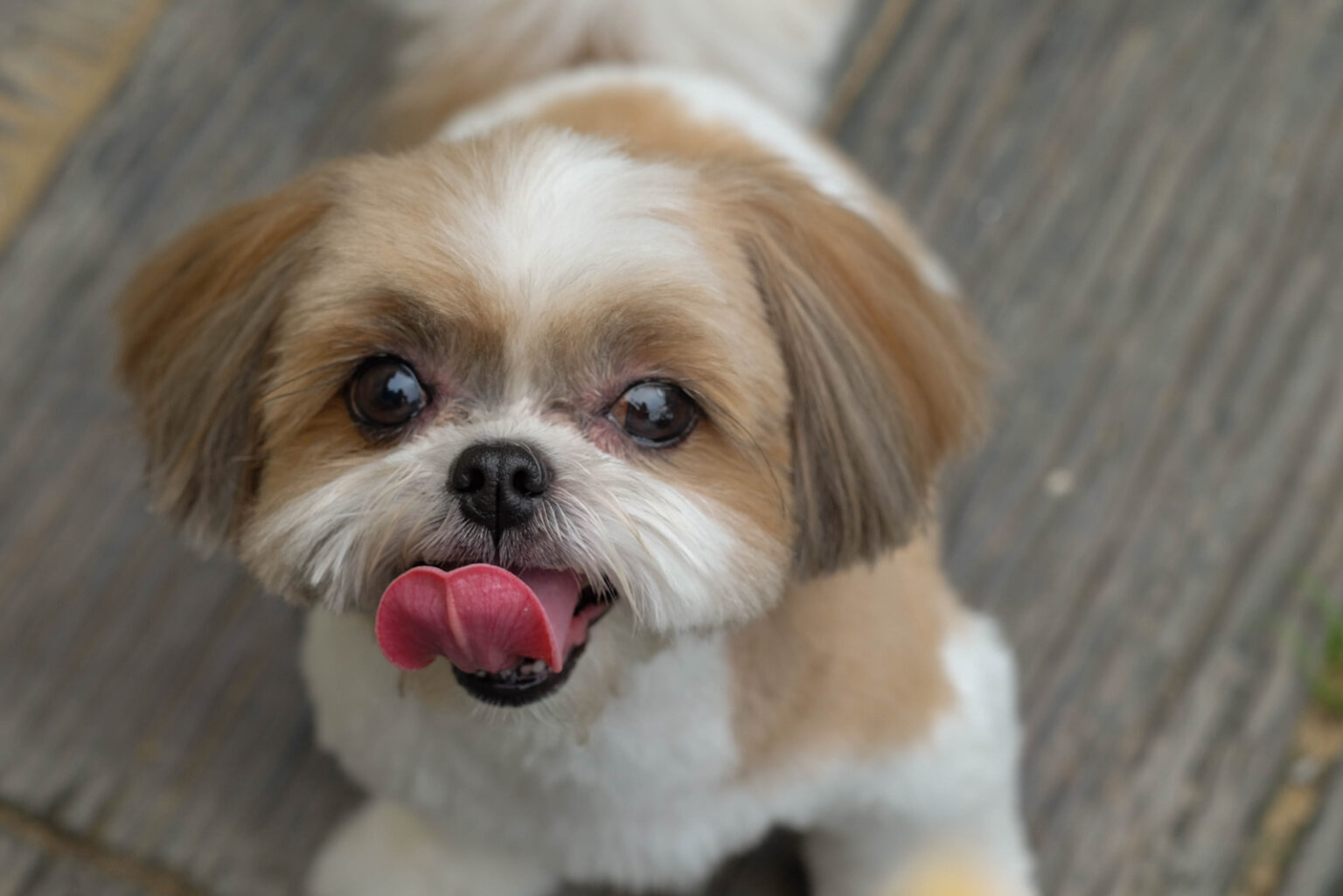 Shih Tzu Breeders In Ohio: Top 8 Choices