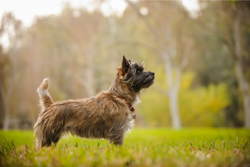 Top 8 Selected Cairn Terrier Breeders From The USA