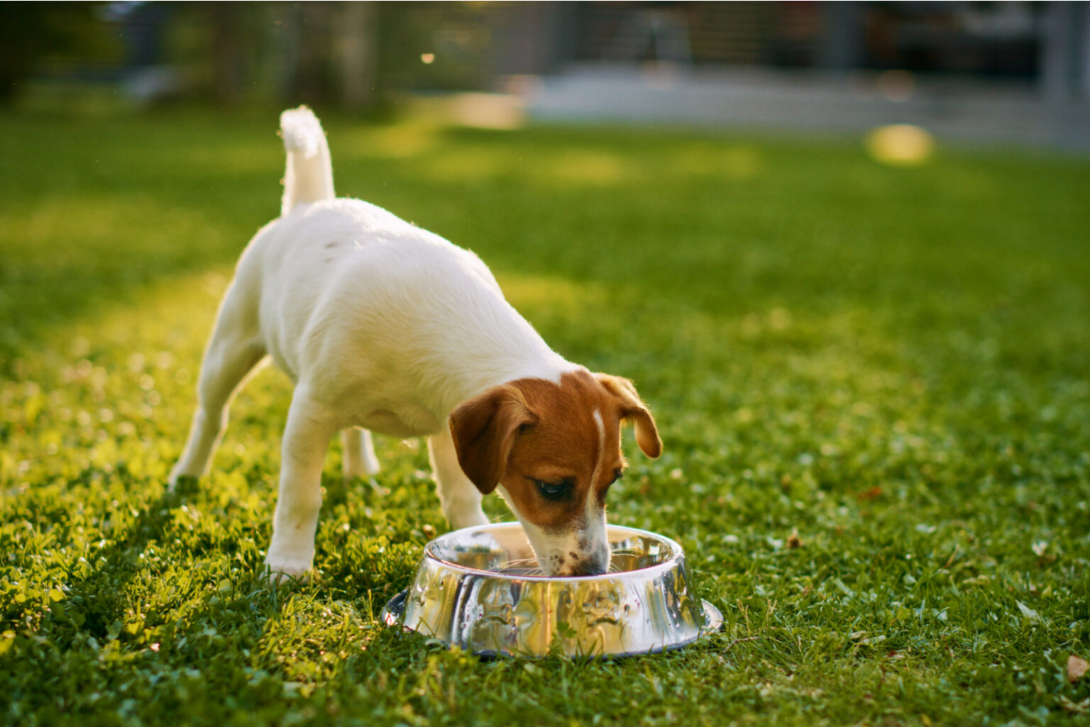 My Old Dog Coughs After Drinking Water