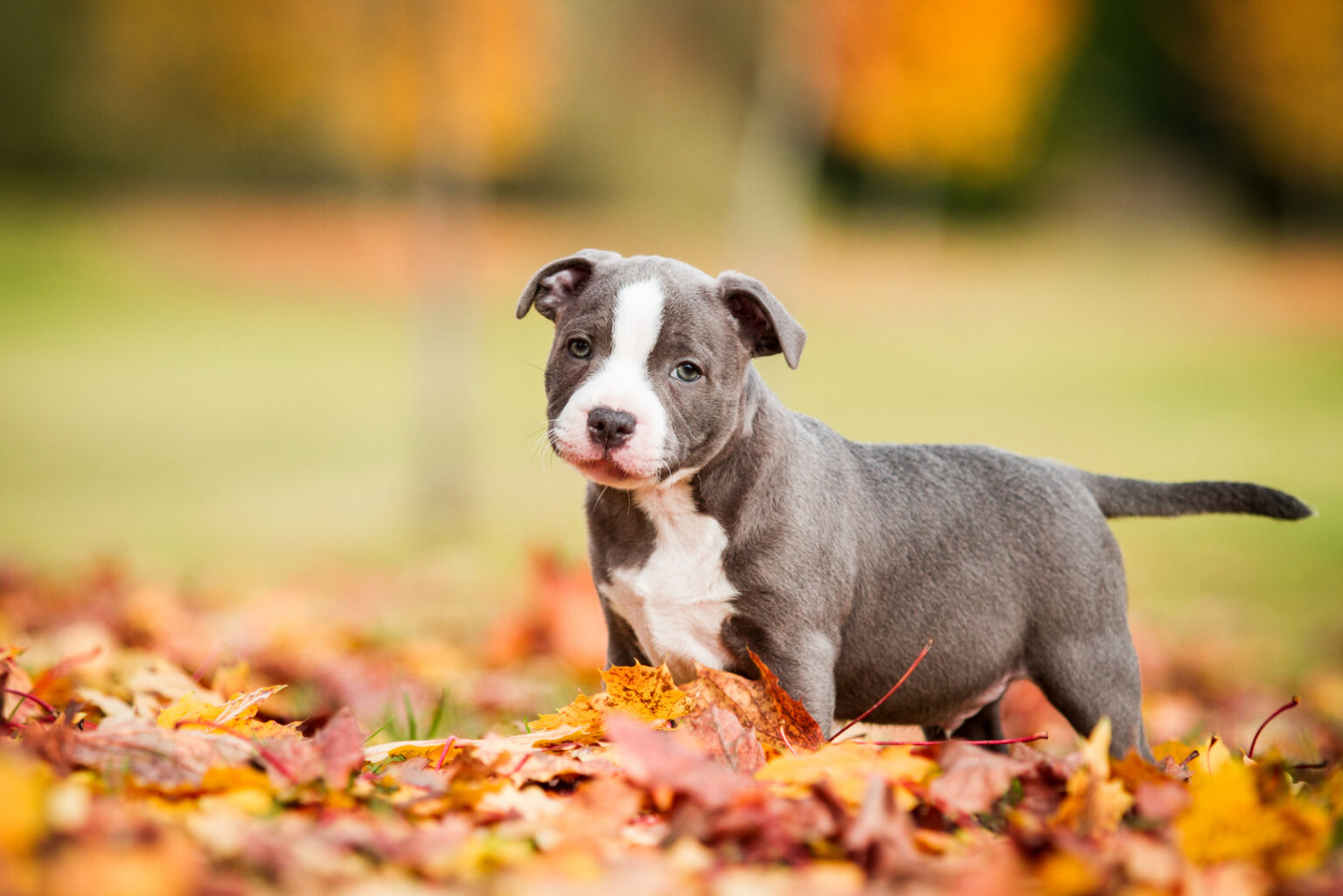 Top 10 Staffordshire Bull Terrier Breeders In USA