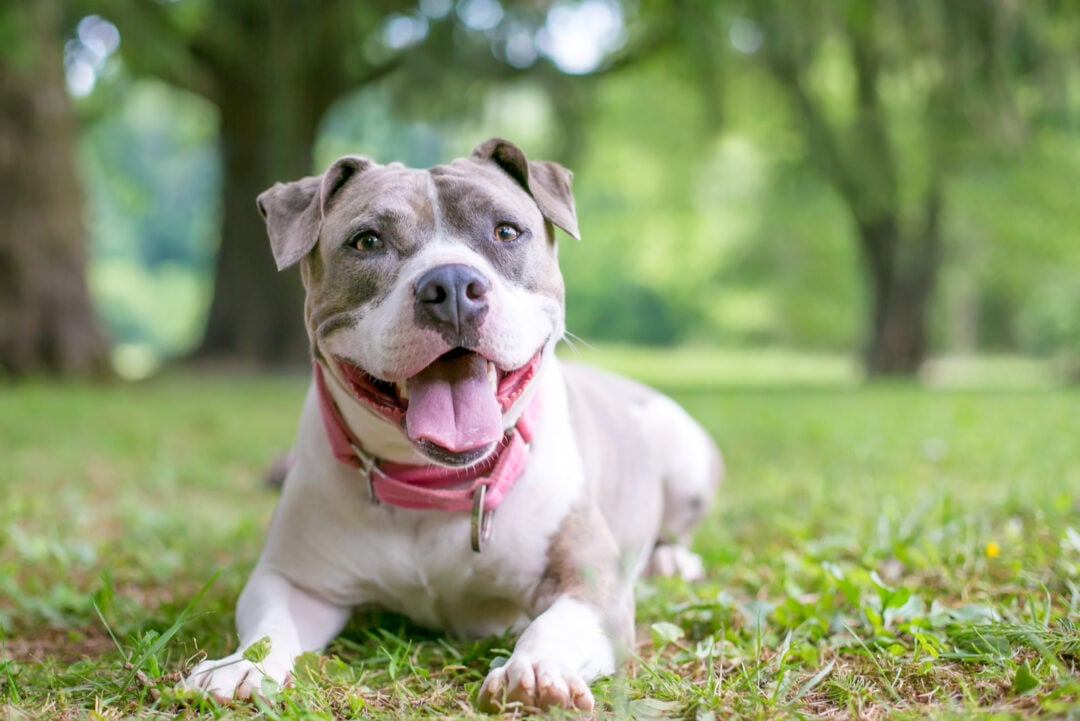 Top 10 Staffordshire Bull Terrier Breeders In USA